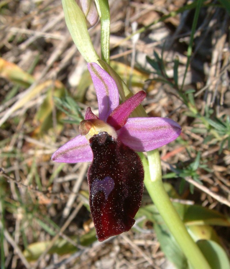 Ophrys ferrum-equinum